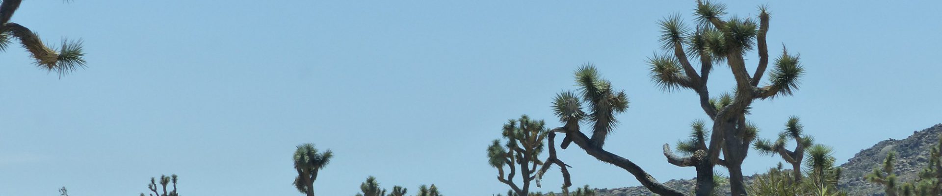 Joshua Tree und Kingman