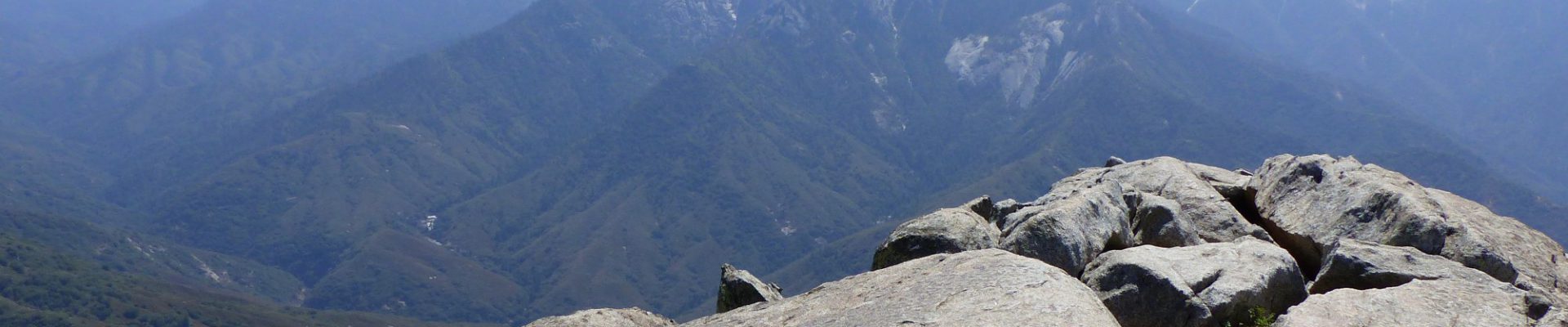Sequoia NP