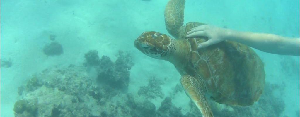 Turtle Bay